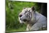 Portrait of a White Tiger-Friday-Mounted Premium Photographic Print