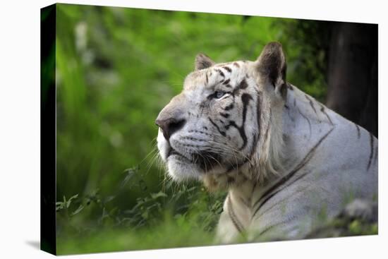 Portrait of a White Tiger-Friday-Stretched Canvas