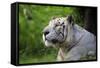 Portrait of a White Tiger-Friday-Framed Stretched Canvas