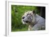 Portrait of a White Tiger-Friday-Framed Photographic Print