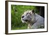 Portrait of a White Tiger-Friday-Framed Photographic Print