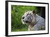 Portrait of a White Tiger-Friday-Framed Photographic Print