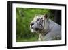 Portrait of a White Tiger-Friday-Framed Photographic Print