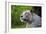 Portrait of a White Tiger-Friday-Framed Photographic Print