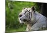 Portrait of a White Tiger-Friday-Mounted Photographic Print