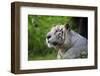 Portrait of a White Tiger-Friday-Framed Photographic Print