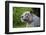 Portrait of a White Tiger-Friday-Framed Photographic Print