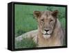 Portrait of a Wild Lioness in the Grass in Zimbabwe.-Karine Aigner-Framed Stretched Canvas