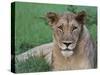 Portrait of a Wild Lioness in the Grass in Zimbabwe.-Karine Aigner-Stretched Canvas