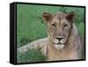 Portrait of a Wild Lioness in the Grass in Zimbabwe.-Karine Aigner-Framed Stretched Canvas