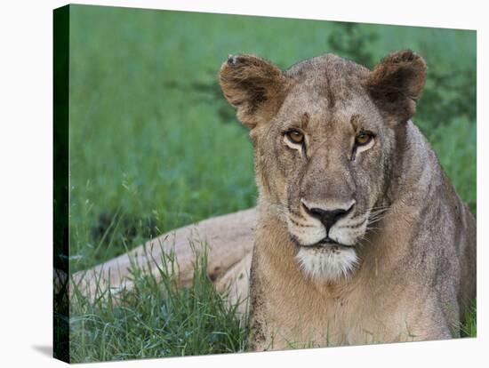 Portrait of a Wild Lioness in the Grass in Zimbabwe.-Karine Aigner-Stretched Canvas