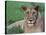 Portrait of a Wild Lioness in the Grass in Zimbabwe.-Karine Aigner-Stretched Canvas