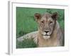 Portrait of a Wild Lioness in the Grass in Zimbabwe.-Karine Aigner-Framed Photographic Print