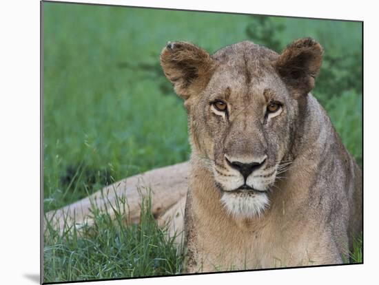 Portrait of a Wild Lioness in the Grass in Zimbabwe.-Karine Aigner-Mounted Photographic Print