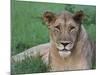 Portrait of a Wild Lioness in the Grass in Zimbabwe.-Karine Aigner-Mounted Photographic Print