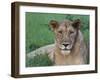 Portrait of a Wild Lioness in the Grass in Zimbabwe.-Karine Aigner-Framed Photographic Print