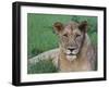 Portrait of a Wild Lioness in the Grass in Zimbabwe.-Karine Aigner-Framed Photographic Print