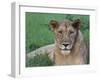 Portrait of a Wild Lioness in the Grass in Zimbabwe.-Karine Aigner-Framed Photographic Print