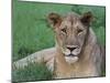 Portrait of a Wild Lioness in the Grass in Zimbabwe.-Karine Aigner-Mounted Photographic Print