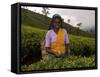 Portrait of a Woman Tea Picker, Tea Hills, Hill Country, Nuwara Eliya, Sri Lanka, Asia-Gavin Hellier-Framed Stretched Canvas