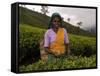 Portrait of a Woman Tea Picker, Tea Hills, Hill Country, Nuwara Eliya, Sri Lanka, Asia-Gavin Hellier-Framed Stretched Canvas