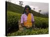 Portrait of a Woman Tea Picker, Tea Hills, Hill Country, Nuwara Eliya, Sri Lanka, Asia-Gavin Hellier-Stretched Canvas