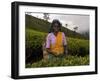 Portrait of a Woman Tea Picker, Tea Hills, Hill Country, Nuwara Eliya, Sri Lanka, Asia-Gavin Hellier-Framed Photographic Print