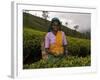 Portrait of a Woman Tea Picker, Tea Hills, Hill Country, Nuwara Eliya, Sri Lanka, Asia-Gavin Hellier-Framed Photographic Print