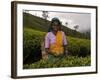 Portrait of a Woman Tea Picker, Tea Hills, Hill Country, Nuwara Eliya, Sri Lanka, Asia-Gavin Hellier-Framed Photographic Print