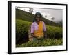 Portrait of a Woman Tea Picker, Tea Hills, Hill Country, Nuwara Eliya, Sri Lanka, Asia-Gavin Hellier-Framed Photographic Print