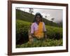 Portrait of a Woman Tea Picker, Tea Hills, Hill Country, Nuwara Eliya, Sri Lanka, Asia-Gavin Hellier-Framed Photographic Print