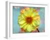 Portrait of a Yellow Dahlia with Floral Layers and Emotion-Alaya Gadeh-Framed Photographic Print