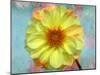 Portrait of a Yellow Dahlia with Floral Layers and Emotion-Alaya Gadeh-Mounted Photographic Print