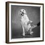 Portrait of a Yellow Labrador Dog with a Hand-null-Framed Photographic Print
