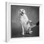 Portrait of a Yellow Labrador Dog with a Hand-null-Framed Photographic Print