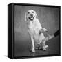 Portrait of a Yellow Labrador Dog with a Hand-null-Framed Stretched Canvas