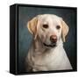 Portrait of a Yellow Labrador Dog-null-Framed Stretched Canvas
