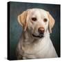 Portrait of a Yellow Labrador Dog-null-Stretched Canvas