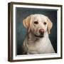 Portrait of a Yellow Labrador Dog-null-Framed Photographic Print