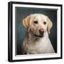 Portrait of a Yellow Labrador Dog-null-Framed Photographic Print