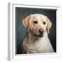 Portrait of a Yellow Labrador Dog-null-Framed Photographic Print