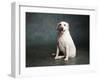Portrait of a Yellow Labrador Dog-null-Framed Photographic Print
