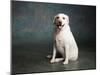 Portrait of a Yellow Labrador Dog-null-Mounted Photographic Print