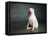 Portrait of a Yellow Labrador Dog-null-Framed Stretched Canvas