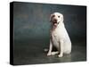 Portrait of a Yellow Labrador Dog-null-Stretched Canvas