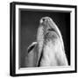 Portrait of a Yellow Labrador Dog-null-Framed Photographic Print