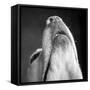 Portrait of a Yellow Labrador Dog-null-Framed Stretched Canvas