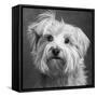 Portrait of a Yorkie dog-Panoramic Images-Framed Stretched Canvas