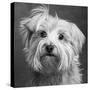 Portrait of a Yorkie dog-Panoramic Images-Stretched Canvas