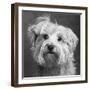 Portrait of a Yorkie dog-Panoramic Images-Framed Photographic Print